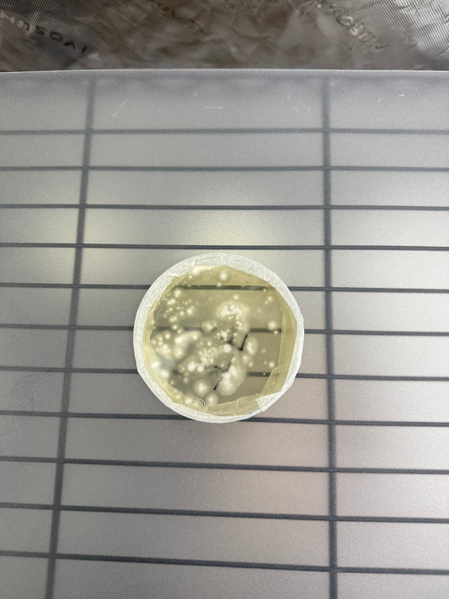 Colonized Agar Plate