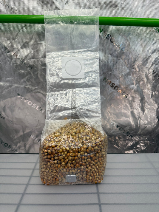 Pre-innoculated Grain Bag (3 Lbs) Casper