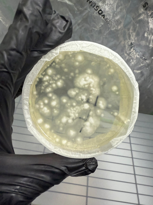 Colonized Agar Plate