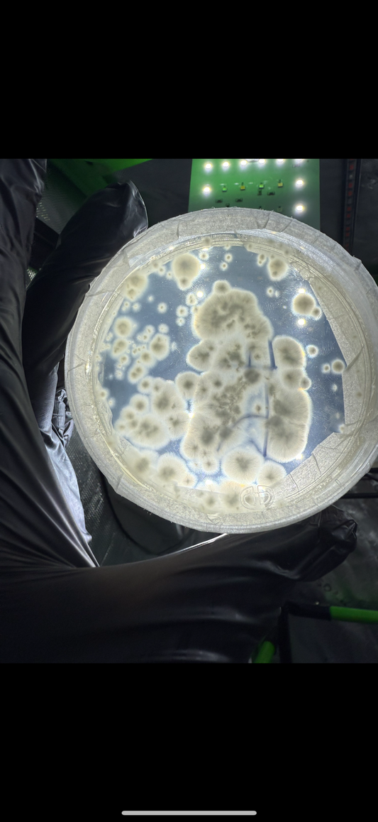 Colonized Agar Plate