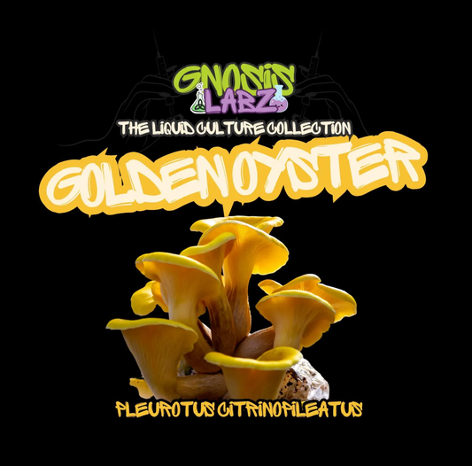 Golden Oyster (Pleurotus Citrinopileatus) Liquid Culture Syringe (10ml) with 18g Sterile Needle